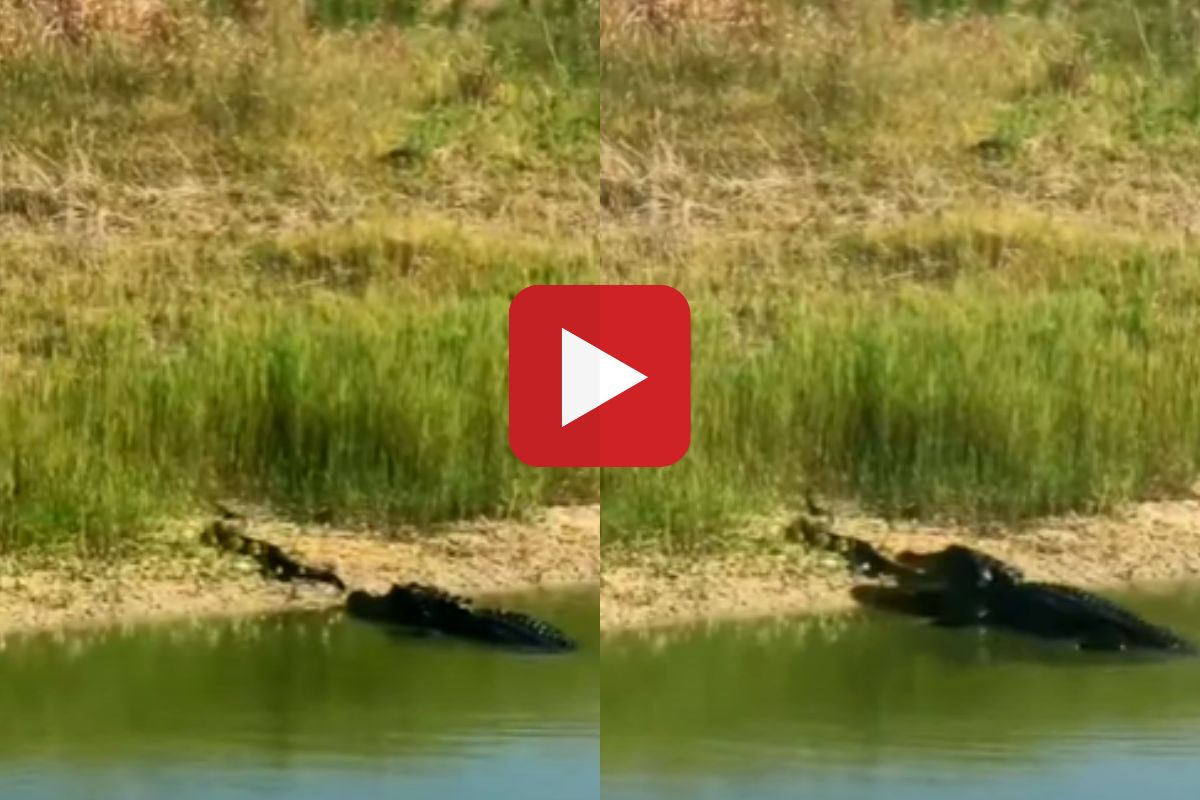 व्हायरल व्हिडीओ