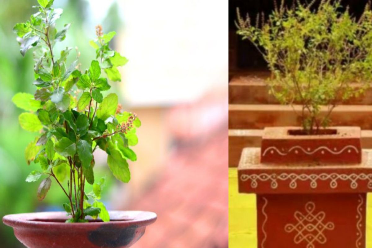 तुळशीच्या रोपाजवळ `या` वस्तू ठेवल्यास निर्माण होतात आर्थिक समस्या