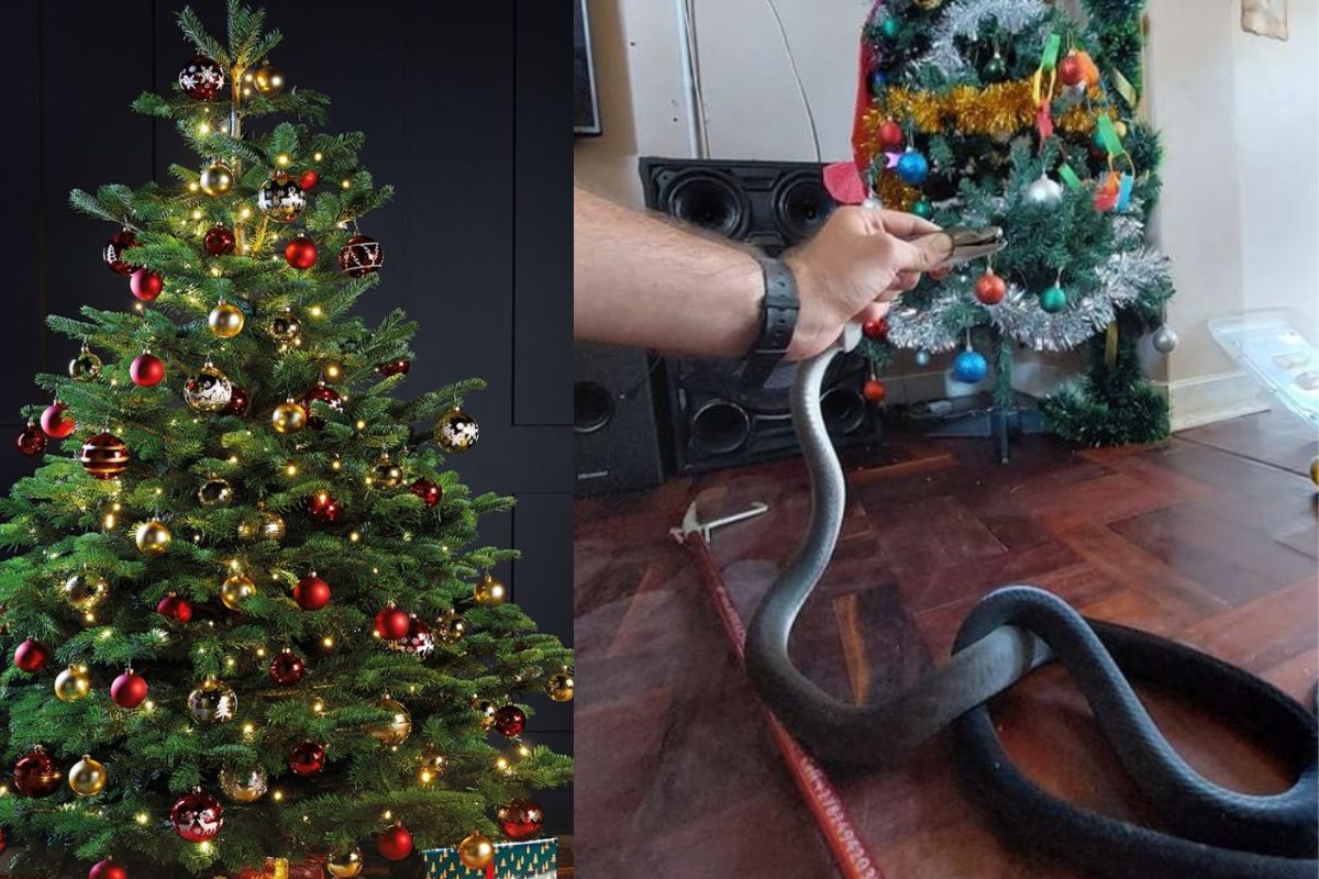 व्हायरल फोटो