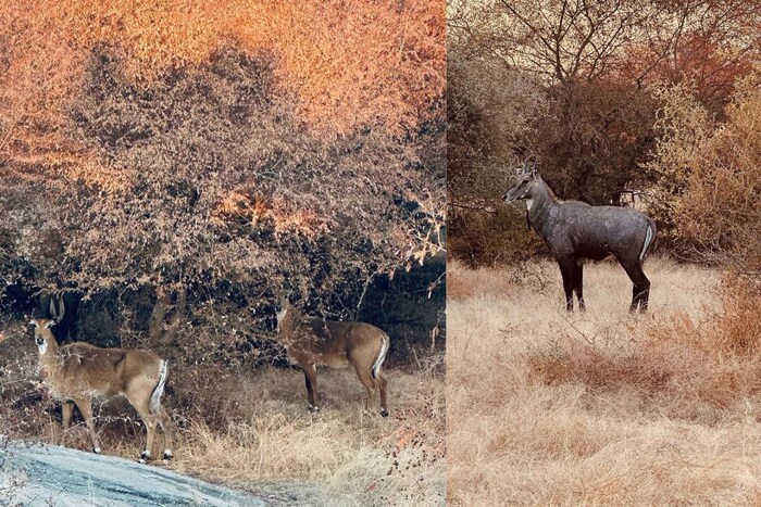 शेअर केलेल्या फोटोंमध्ये कतरिना कैफने राजस्थानची सुंदर दृश्ये दाखवली आहेत. तिने शेअर केलेल्या या फोटोत विविध प्राणी दिसत आहेत.