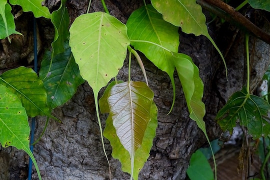 पिंपळाची परिक्रमा