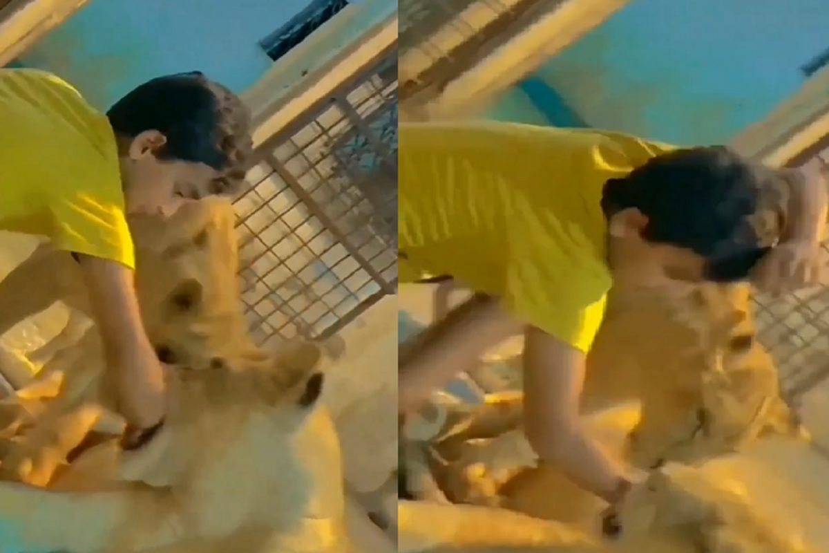 बापरे! चक्क सिंहासोबत खेळायला गेला चिमुकला; पापी घेत जबड्यात हात टाकताच...