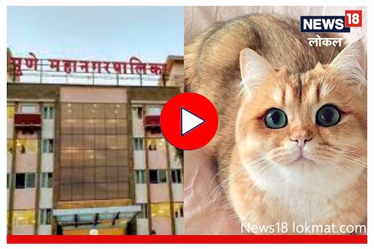 Pune : महापालिकेकडून मांजरींच्या नसबंदीचा धडाका, 2 महिन्यांची आकडेवारी उघड, Video
