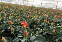 लग्नसराईत सर्वात जास्त मागणी असलेल्या गुलाबाची शेती कशी करायची?