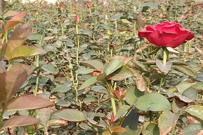  गुलाबाच्या वनस्पतींच्या विकासाच्या टप्प्यात, त्यांना पाच ते सहा तास सूर्यप्रकाशाची आवश्यकता असते. अति ऊन, अति पाऊस अति थंडी गुलाबाच्या कलमांना त्रास देऊ शकते. त्यामुळे याची नक्की काळजी घ्यावी. 