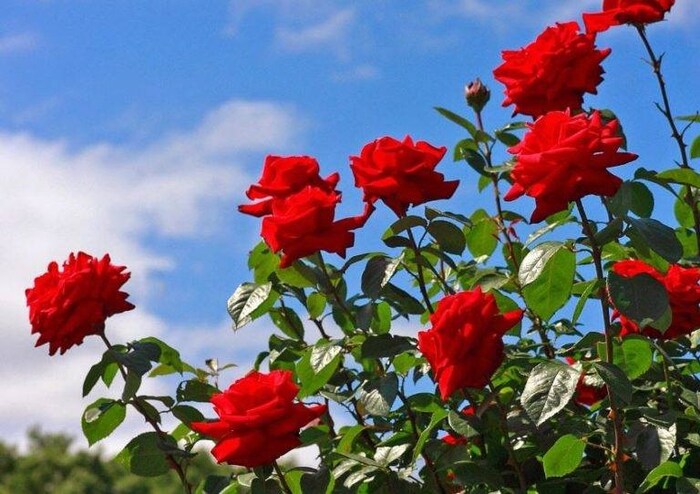 पहिल्याच वर्षात झाडांना गुलाब यायला सुरुवात होते. एकदा छाटणी केल्यानंतर 45 ते 50 दिवसांमध्ये पुन्हा फुलं यायला लागतात. यासाठी तुम्हाला कोल्ड स्टोरेजची व्यवस्था करावी लागेल. साधारण 2 ते 5 डिग्रीमध्ये गुलाबांना स्टोअर केलं तर ती टवटवीत राहतात. 