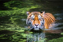 मोठमोठ्या उद्योगानंतर महाराष्ट्रातील दोन वाघही गुजरातला नेणार; बदल्यात कोल्हा अन मोठमोठ्या उद्योगानंतर महाराष्ट्रातील दोन वाघही गुजरातला नेणार; बदल्यात कोल्हा अन