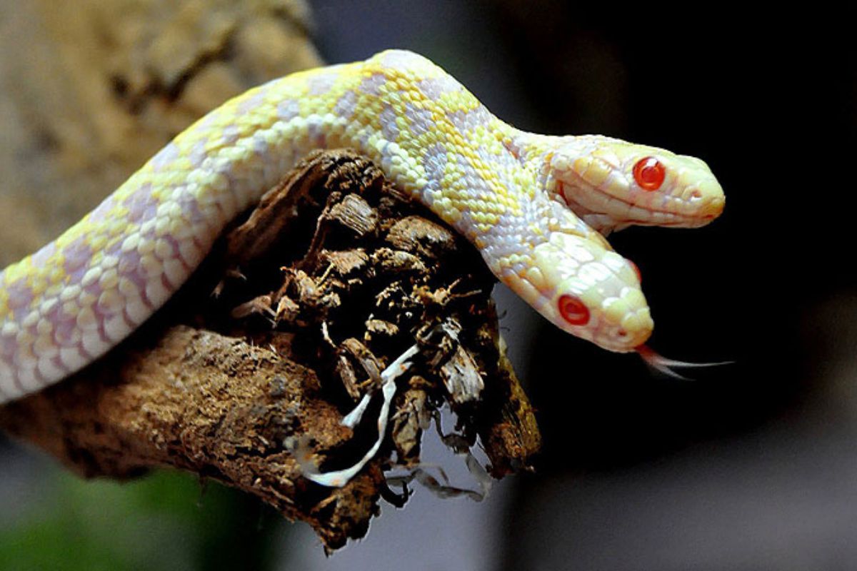 असा सर्प दृष्टीस पडणे असते शुभ, दोनतोंडी नाग दिसताच उजळते भाग्य!