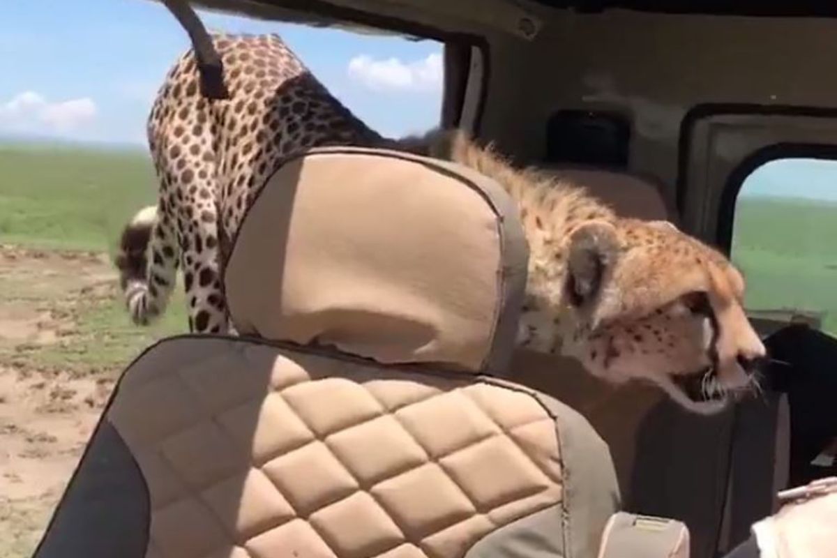 VIDEO: ..अन् चित्ता उडी घेऊन थेट पर्यटकाच्या गाडीमध्ये शिरला; पुढे जे घडलं ते पाहून व्हाल शॉक