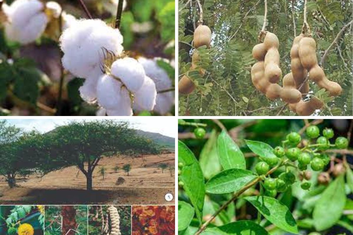 Vastu Tips : चुकूनही घरात लावू नका ही झाडे, अन्यथा तणाव वाढू शकतो!