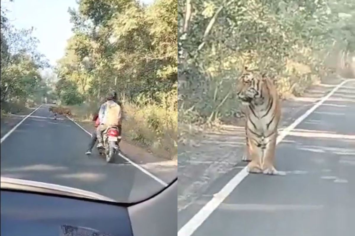 VIDEO: अचानक दुचाकीस्वारासमोर येऊन उभा राहिला वाघ अन्..., पुढं जे घडलं ते थक्क करणारं