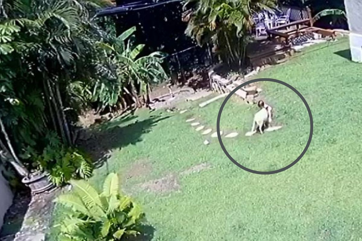 चिमुकलीवर हल्ला करत होती मेंढी; पाळीव श्वानाने धावत येत असा वाचवला जीव, पाहा VIDEO