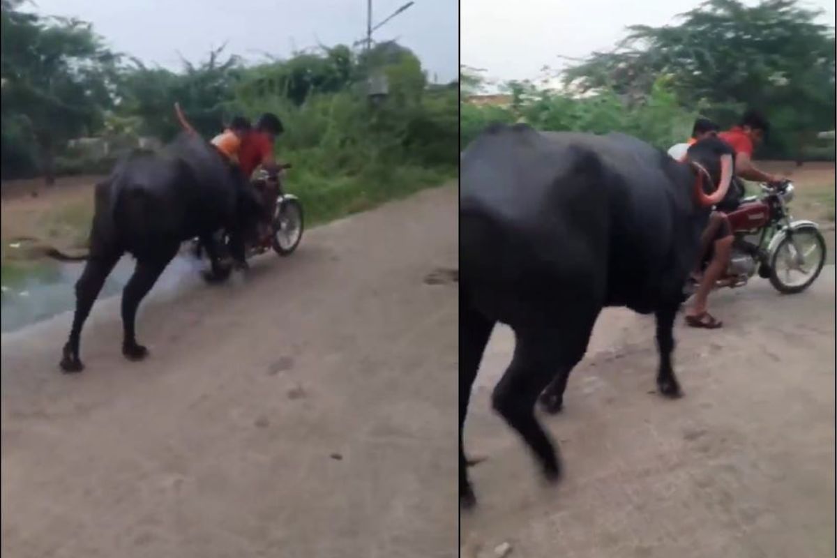 तरुणांच्या त्या कृत्याचा म्हशीने घेतला बदला; दुचाकीचा पाठलाग करत शिंगावर उचललं अन्..; Video Viral