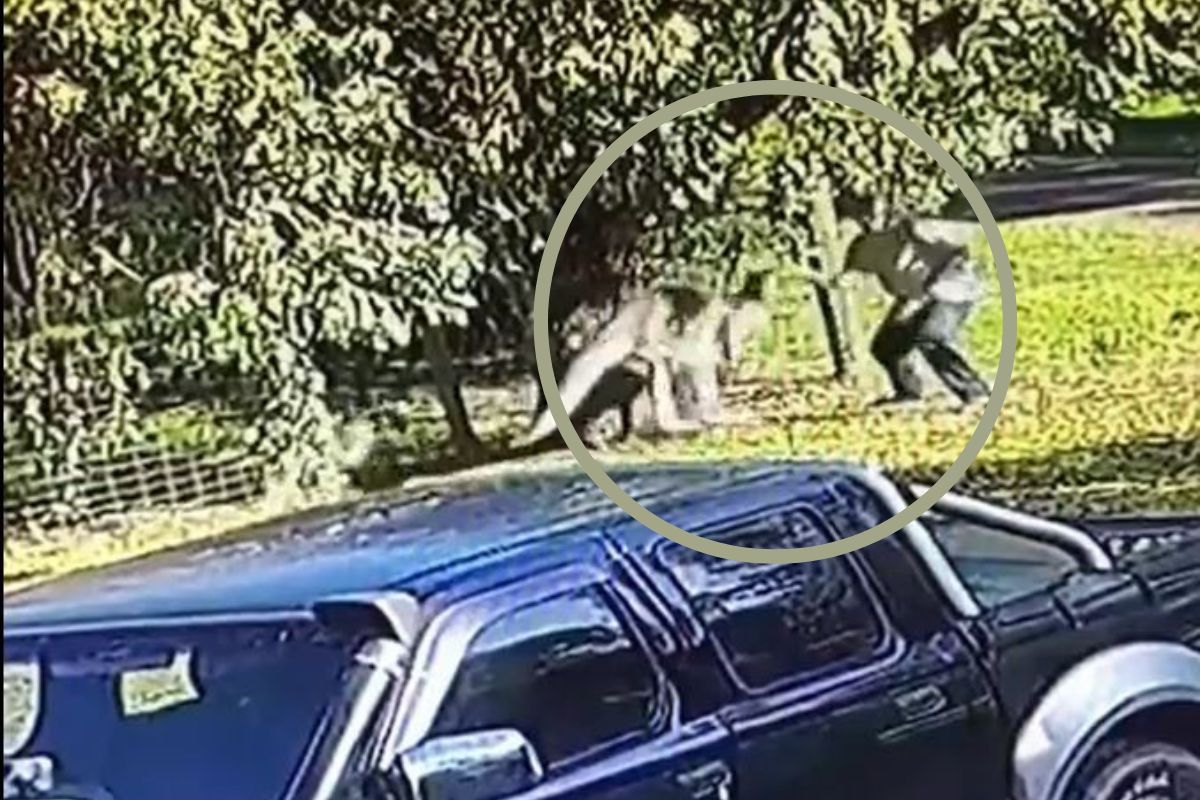 पाठलाग करत कांगारूचा व्यक्तीवर जबर हल्ला; हैराण करणारा Video Viral