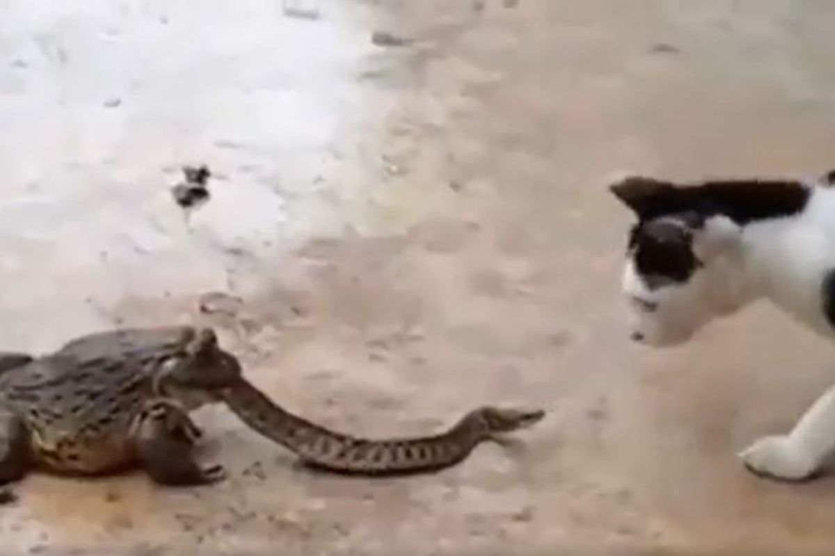 बेडकाने तोंडात पकडलं अन् मांजराने केला हल्ला, तरी सापाने घेतली नाही माघार, शेवटी..लढाईचा Live Video