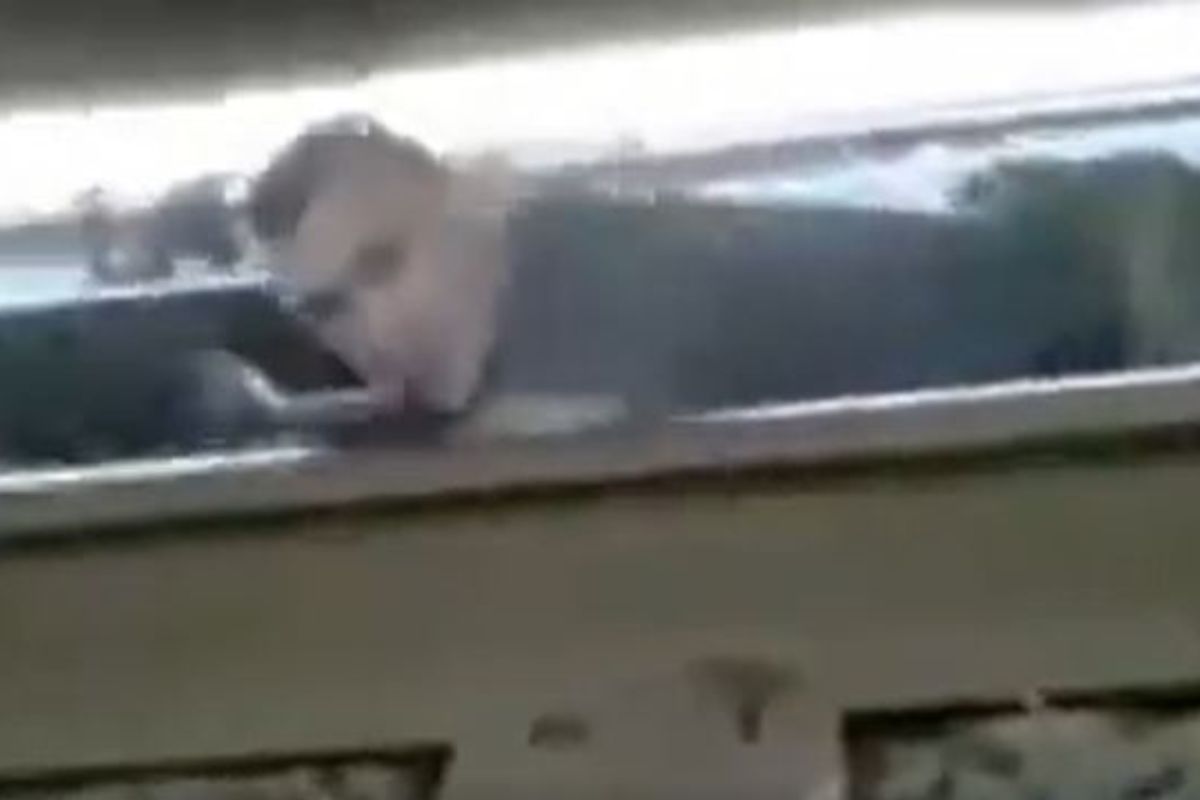 रेल्वे रूळावर पडला व्यक्ती, अंगावरुन अख्खी ट्रेन गेली पण..पुढे 'चमत्कार' घडला, चकित करणारा VIDEO