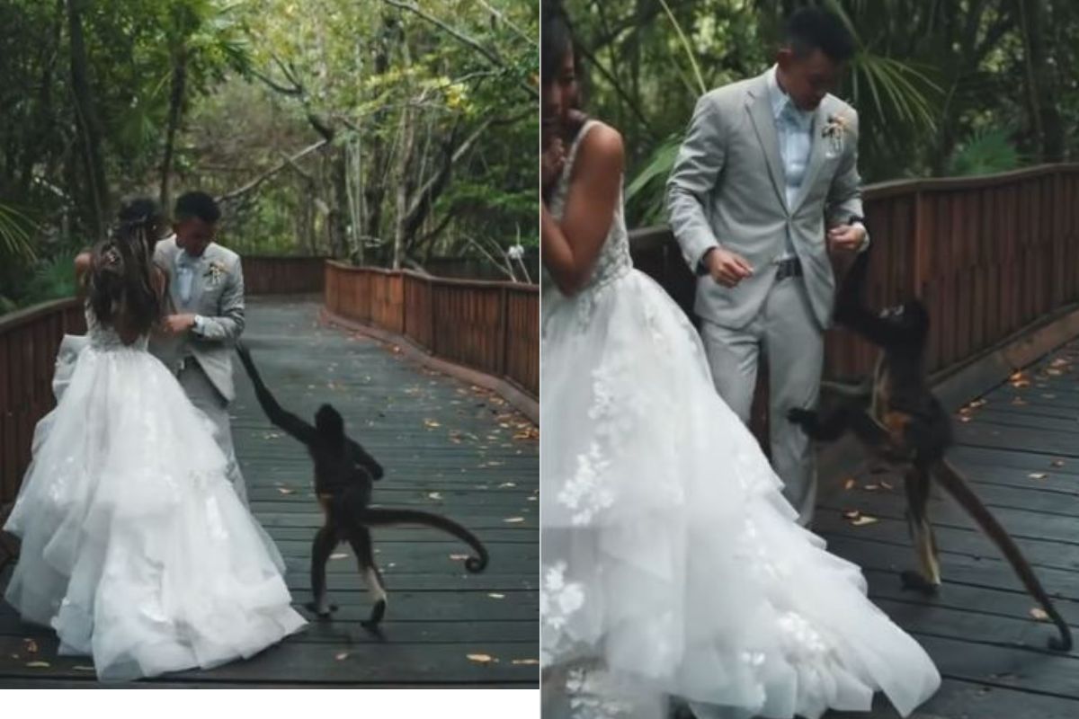 प्री-वेडिंग फोटोशूटदरम्यान माकडाची एन्ट्री; नवरदेवासोबत केलं असं काही की नवरीही शॉक, पाहा VIDEO