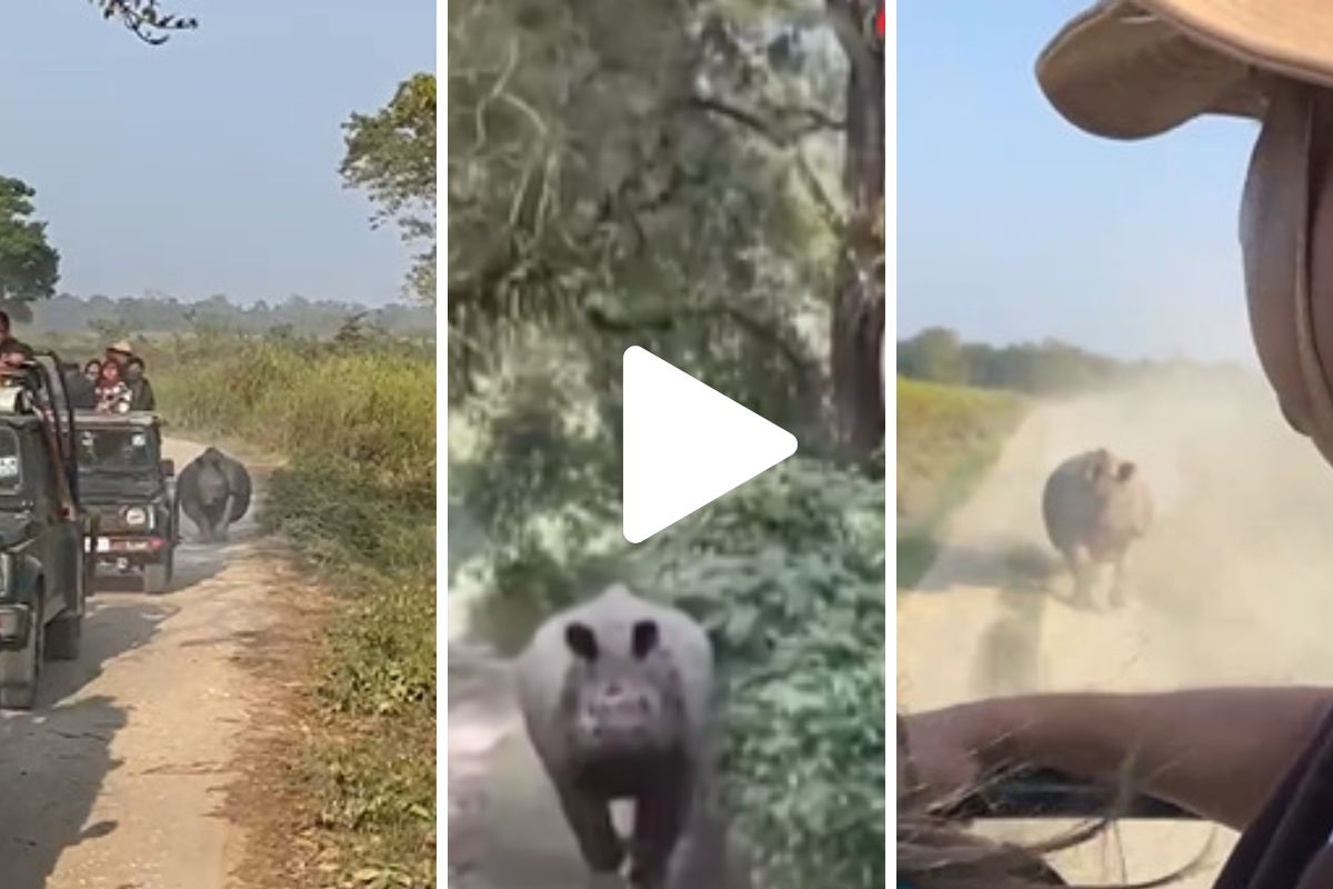 महाकाय गेंड्याचा व्हायरल व्हिडीओ