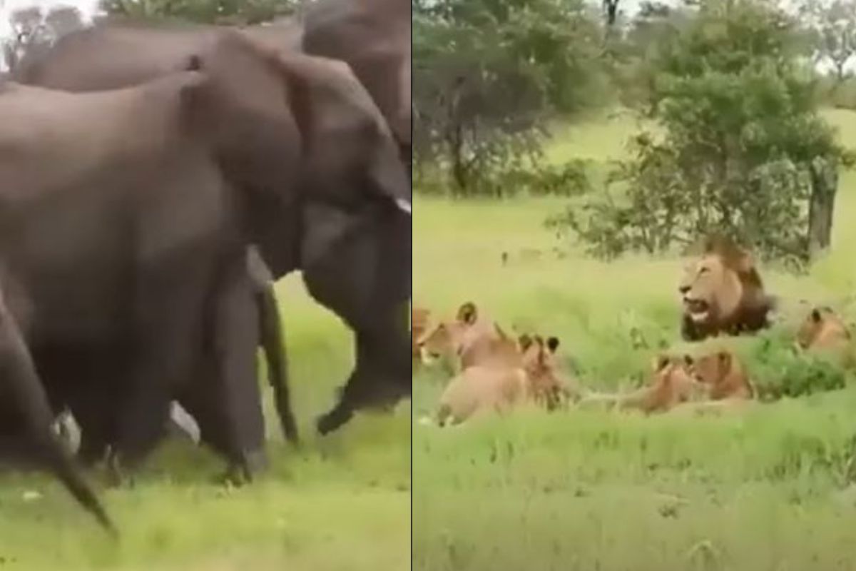 हत्तीला पाहून चक्क सिंहाची उडाली घाबरगुंडी; जंगलाच्या राजाची अवस्था पाहून व्हाल चकित, VIDEO