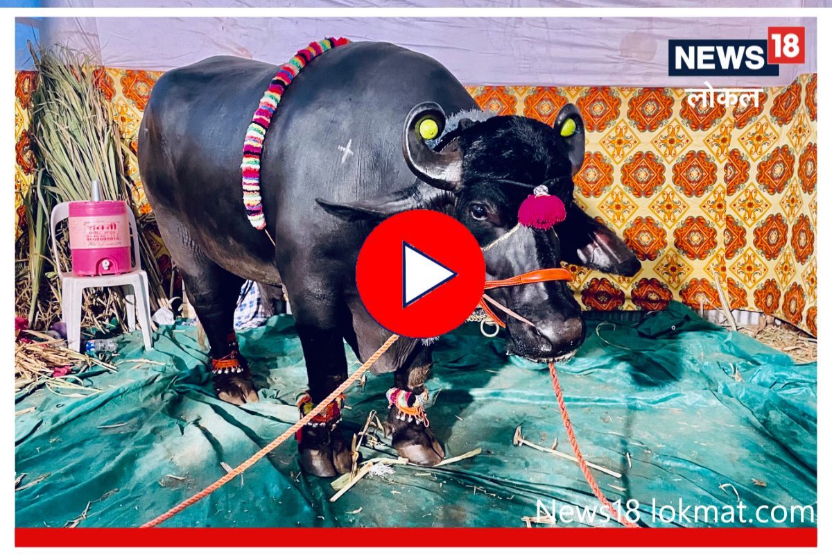 सोलापूरच्या कृषी प्रदर्शनात आला 1 कोटींचा रेडा! पाहा काय आहे खास, Video