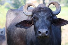 सोलापुरातील म्हशीने दिला आगळ्यावेगळ्या रेडकाला जन्म, पाहण्यासाठी लोकांची गर्दी, पाहा VIDEO सोलापुरातील म्हशीने दिला आगळ्यावेगळ्या रेडकाला जन्म, पाहण्यासाठी लोकांची गर्दी, पाहा VIDEO