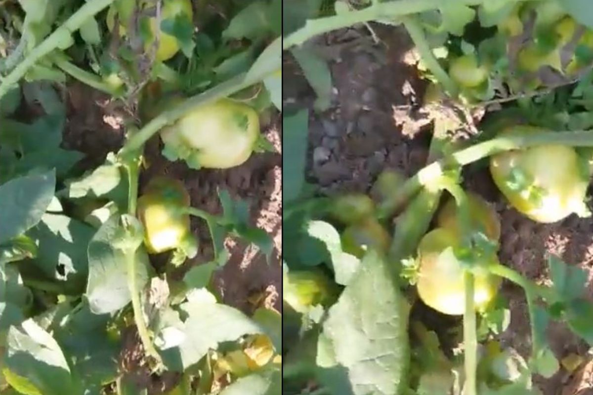 पुणे तिथे काय उणे! टोमॅटोप्रमाणे चक्क झाडाच्या फांदीला लगडले बटाटे, पाहण्यासाठी मोठी गर्दी