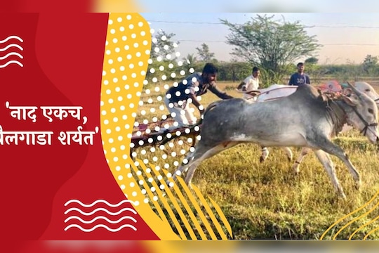 बैलगाडा शर्यत 