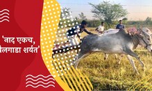 बैलगाडा शर्यतीचं इतकं खूळ का आहे? या शर्यतीची सुरुवात ते वाद, सर्वकाही...