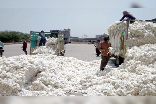 Cotton Rate Aurangabad : कापसाच्या भावात घसरणीची धास्ती, तरुण शेतकऱ्यानं उचललं टोकाचं पाऊल