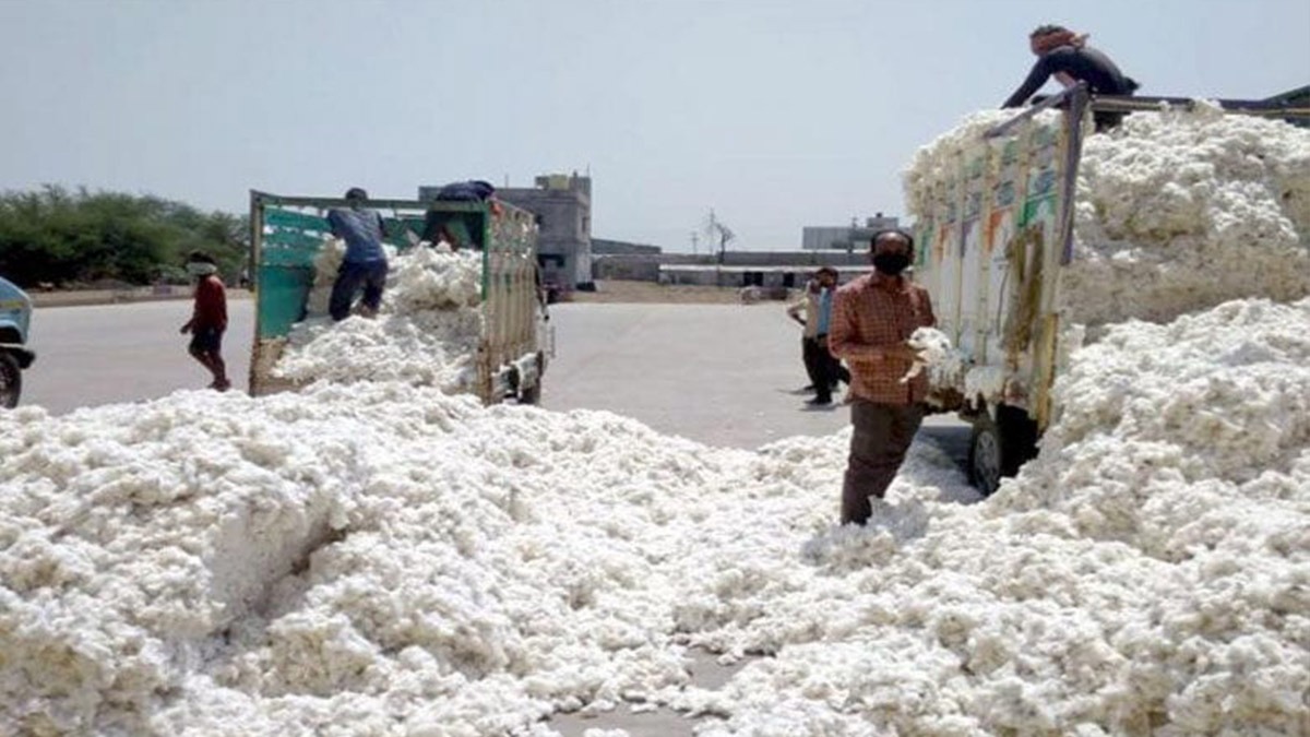 Cotton Rate Aurangabad : कापसाच्या भावात घसरणीची धास्ती, तरुण शेतकऱ्यानं उचललं टोकाचं पाऊल