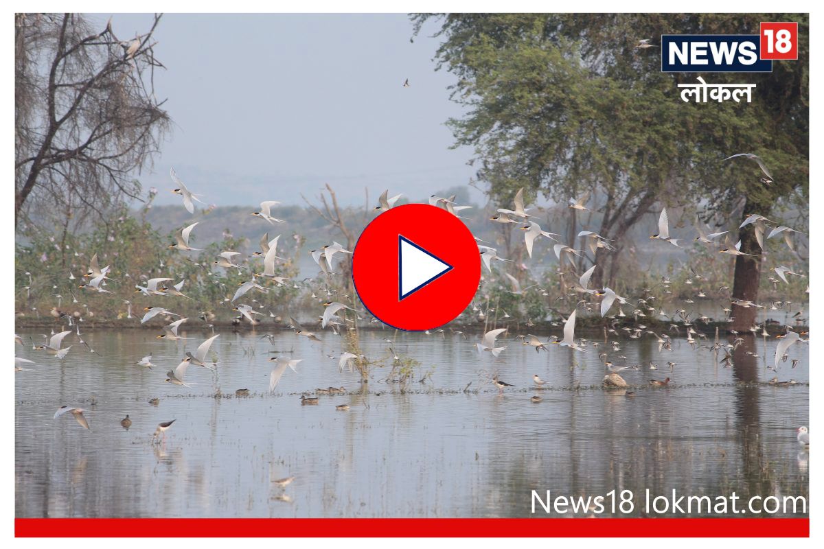 Aurangabad: पक्षी निरीक्षणामध्ये आढळल्या 65 प्रजाती, पाहा कोणत्या विदेशी पाहुण्यांची हजेरी