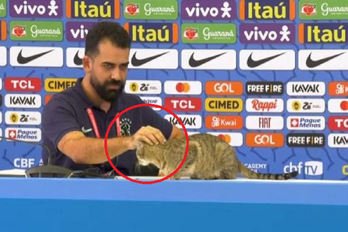 मांजराला त्रास देणं पडलं महागात, ब्राझील फुटबॉल कन्फेडरेशनला 1.56 कोटींचा दंड