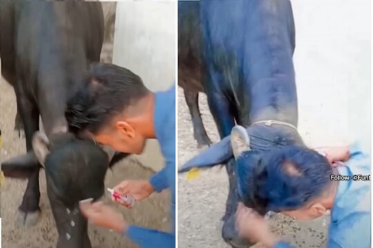 काय म्हणावं आता! गोरं करण्यासाठी म्हशीलाही फासलं क्रीम; परिणाम तुम्हीच VIDEO मध्येच पाहा