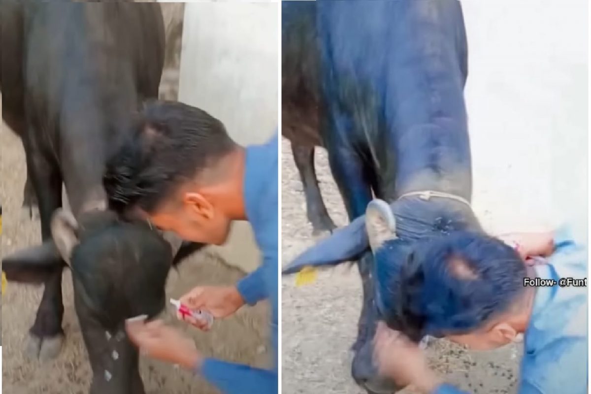 काय म्हणावं आता! गोरं करण्यासाठी म्हशीलाही फासलं क्रीम; परिणाम तुम्हीच VIDEO मध्येच पाहा