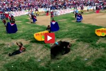बुल फाइटचा हृदय पिळवटून टाकणारा Video, पाहून बसेल धक्का