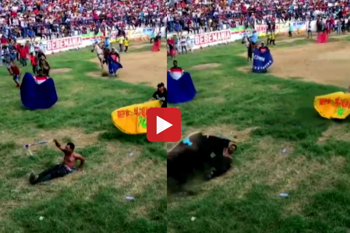 व्हायरल व्हिडीओ