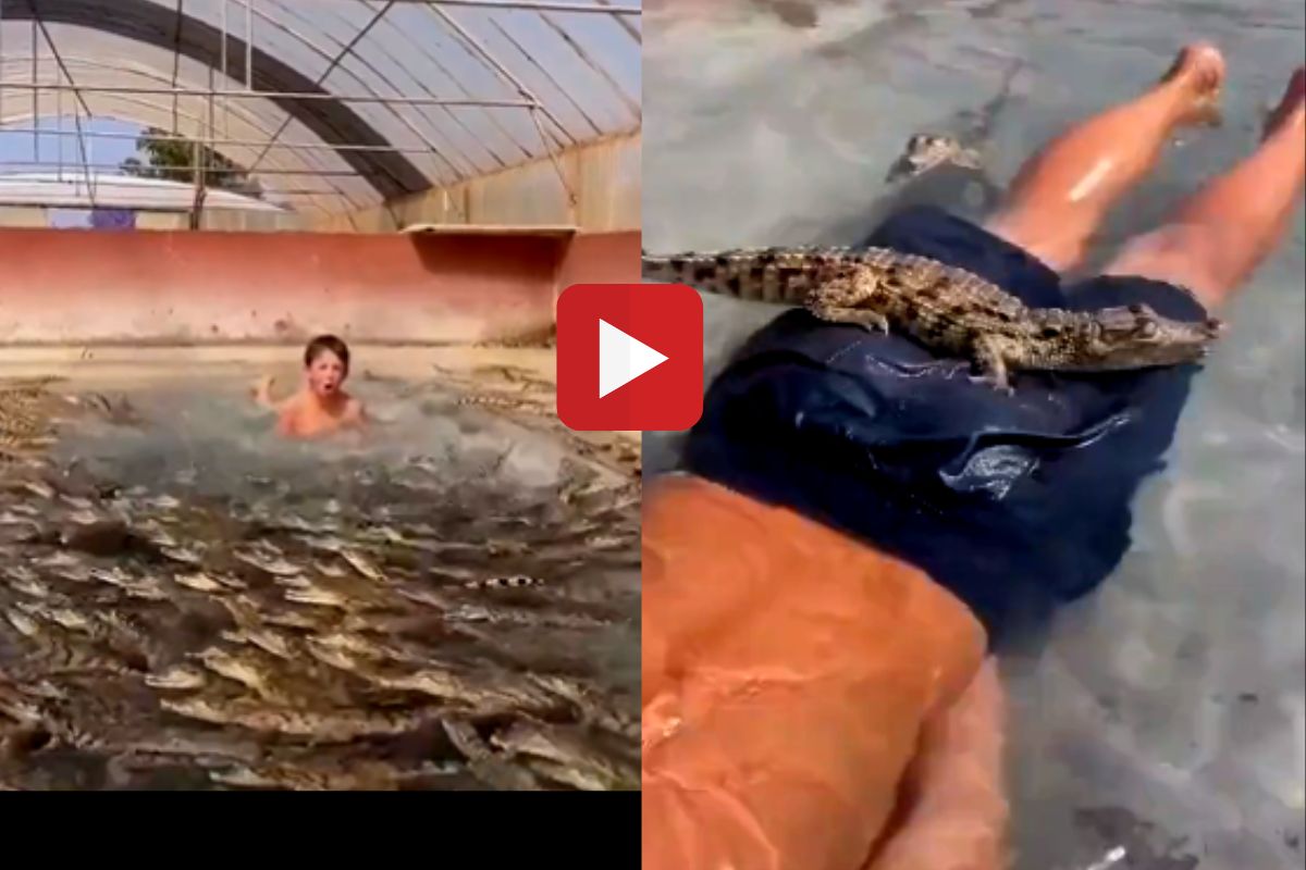 व्हायरल व्हिडीओ