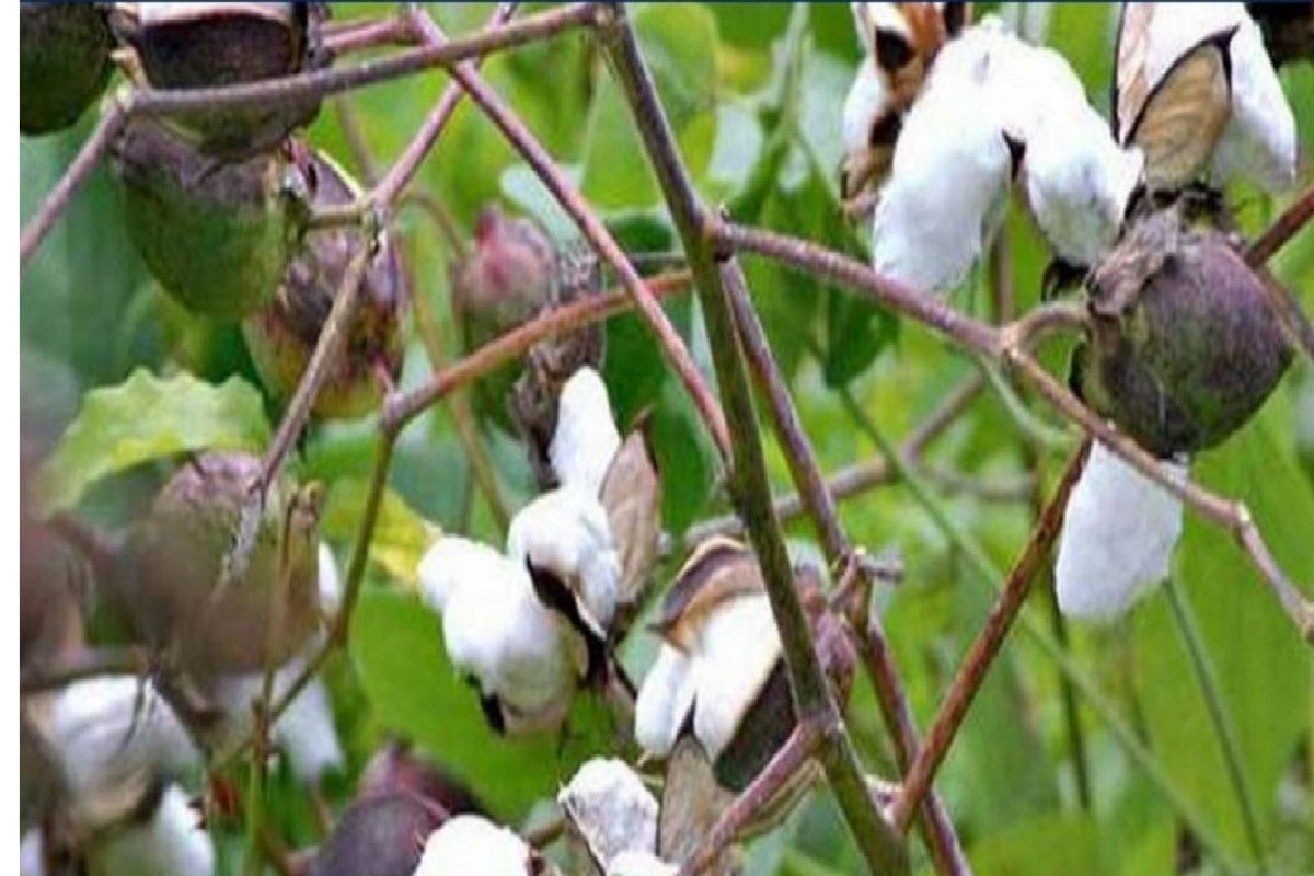 दुसरी मुंबई ओळख असणाऱ्या गावात पांढऱ्या सोन्यामुळे शेतकरी कंगाल