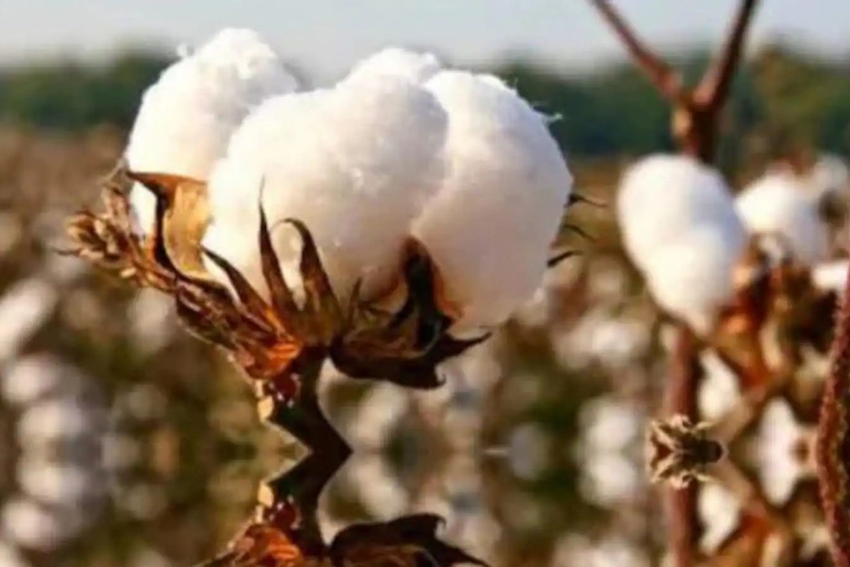 Beed : नव्या वर्षापूर्वी शेतकरी अडचणीत, पांढऱ्या सोन्याला भाव मिळेना!