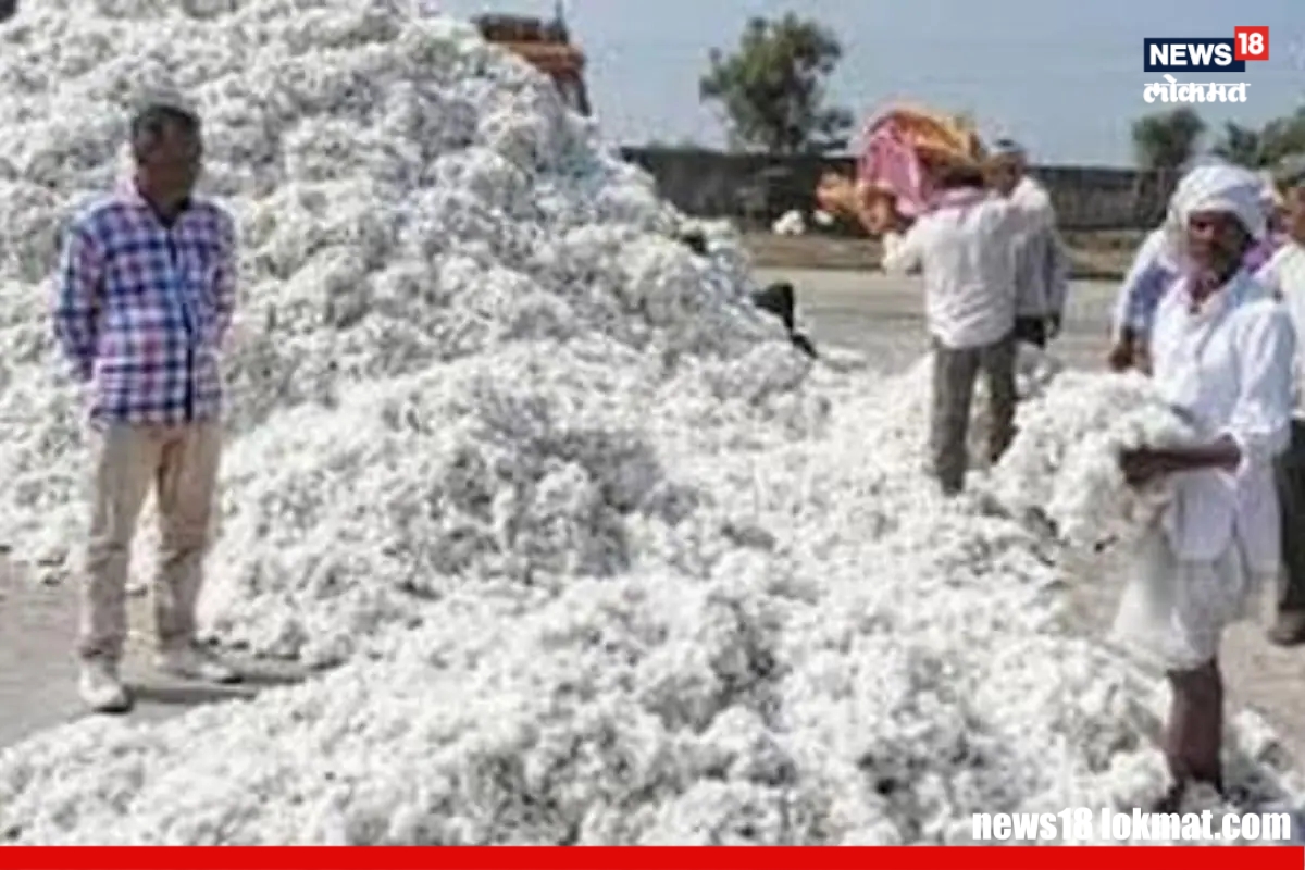 Wardha : पांढऱ्या सोन्याचा भाव पडला, खर्चही निघत नसल्यानं शेतकरी अडचणीत