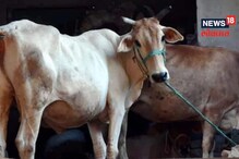 'गोहत्या थांबवल्या तर जगातील सर्व समस्या संपतील' : गुजरात कोर्ट 'गोहत्या थांबवल्या तर जगातील सर्व समस्या संपतील' : गुजरात कोर्ट