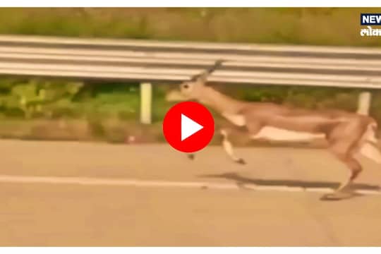 Nagpur : बैलगाडीनंतर समृद्धी महामार्गावर धावले हरीण, Video Viral