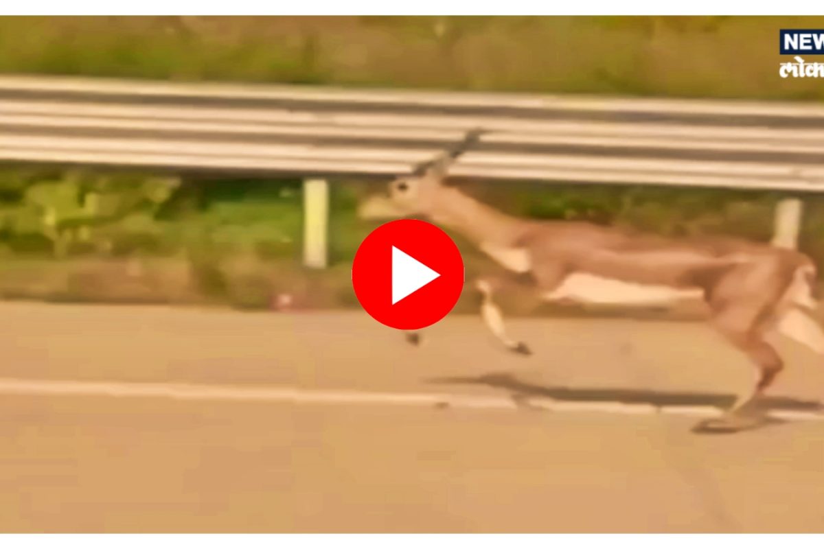 Nagpur : बैलगाडीनंतर समृद्धी महामार्गावर धावले हरीण, Video Viral