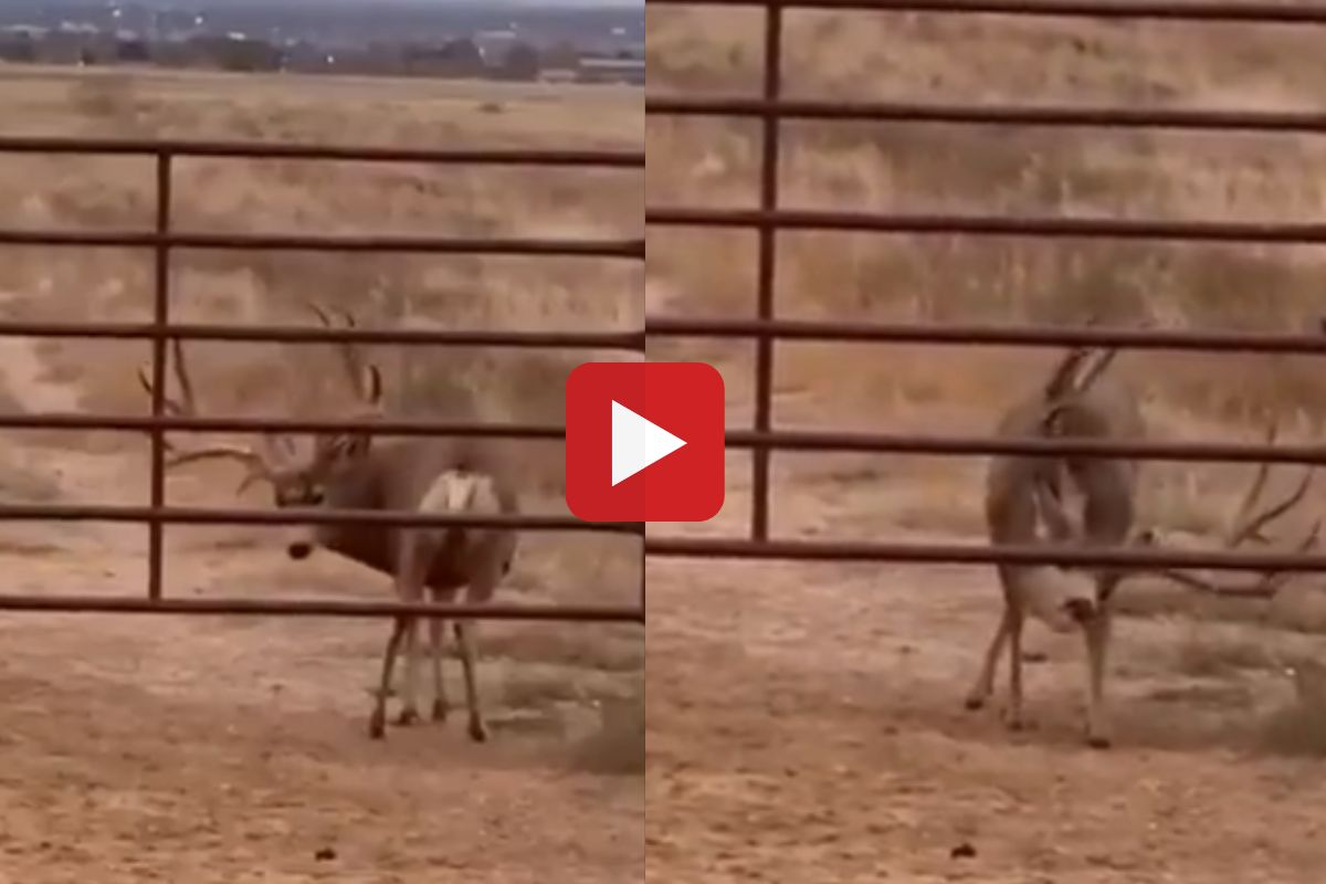 व्हायरल व्हिडीओ