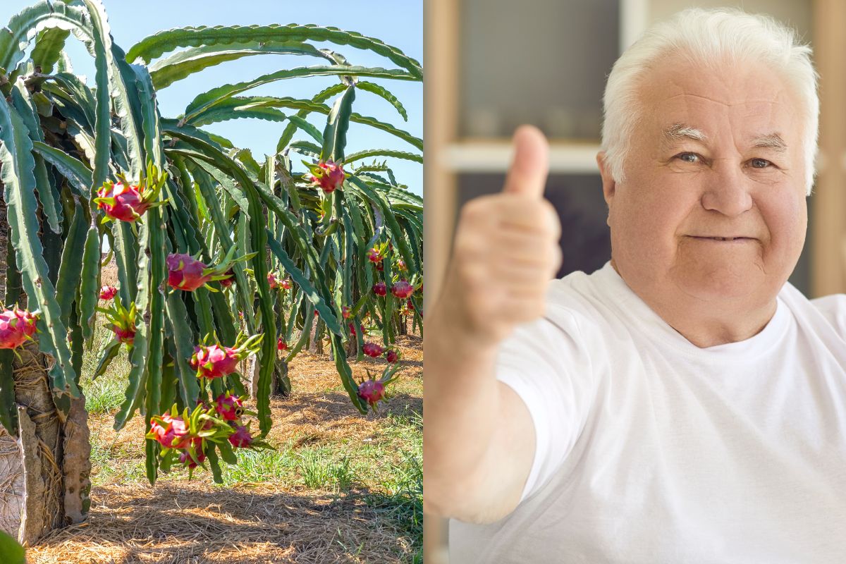 Healthy Heart : नावावर आणि दिसण्यावर जाऊ नका, हृदयासाठी वरदान आहे हे फळ