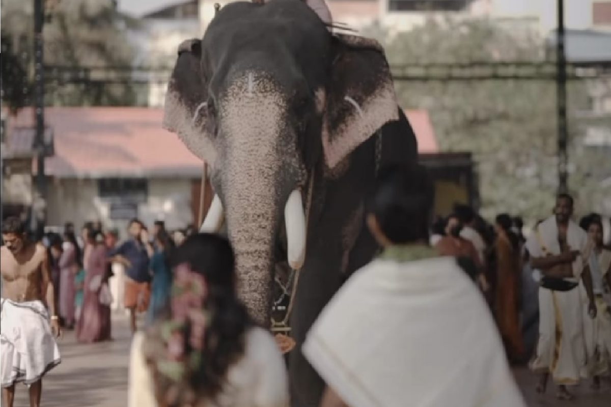 कपलची एंट्री होताच चवताळला हत्ती.