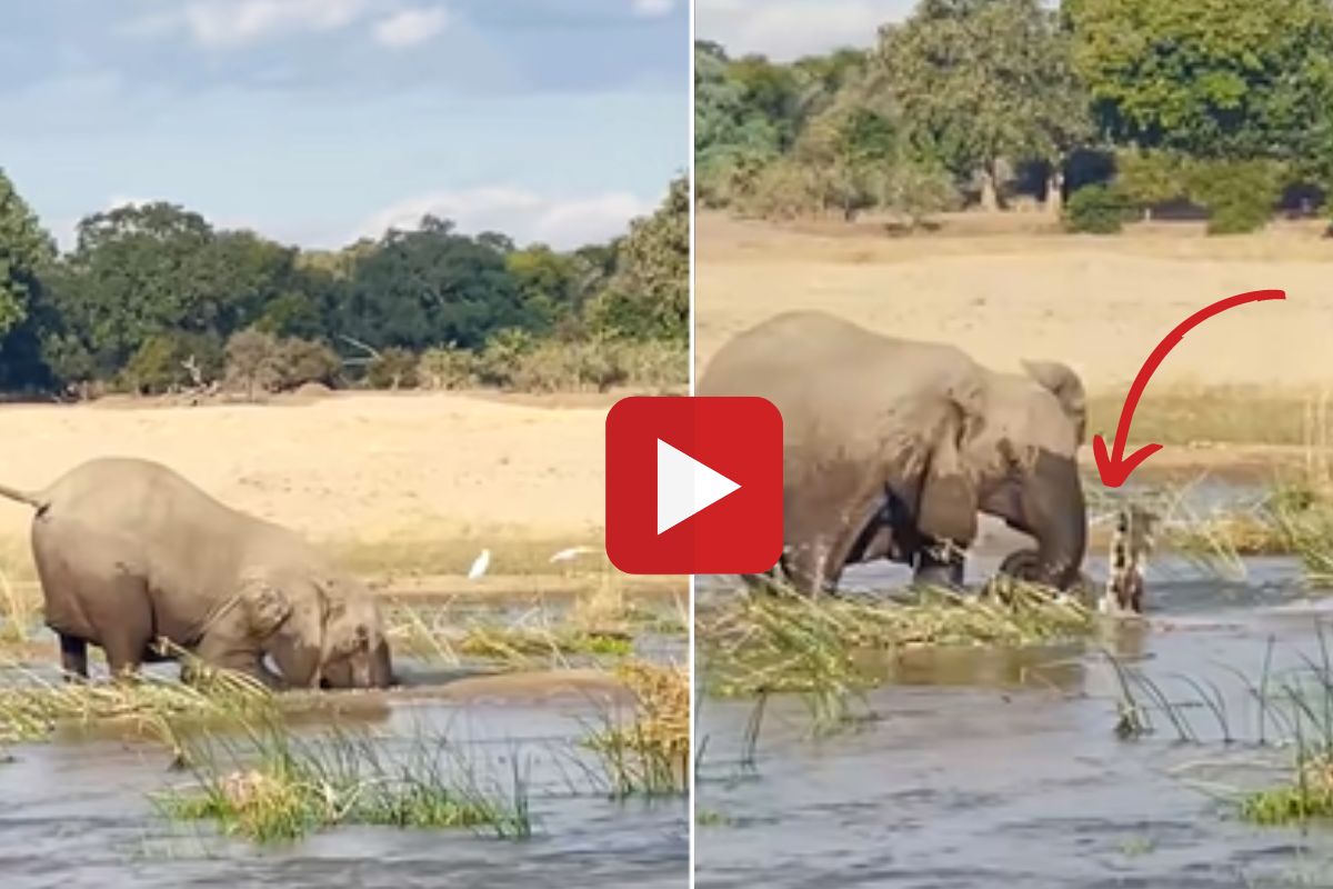 व्हायरल व्हिडीओ