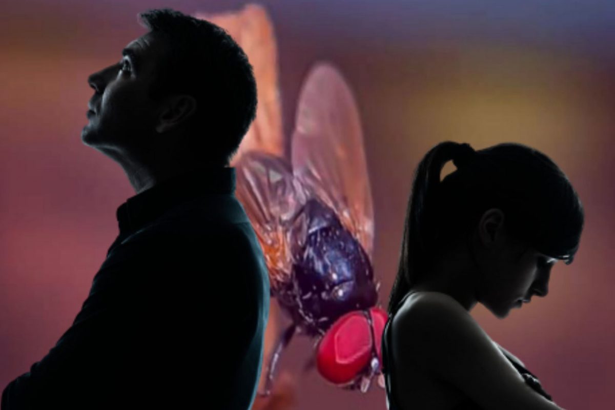 माश्यांमुळे संसार तुटण्याच्या मार्गावर. (प्रतीकात्मक फोटो - सौजन्य - Canva)