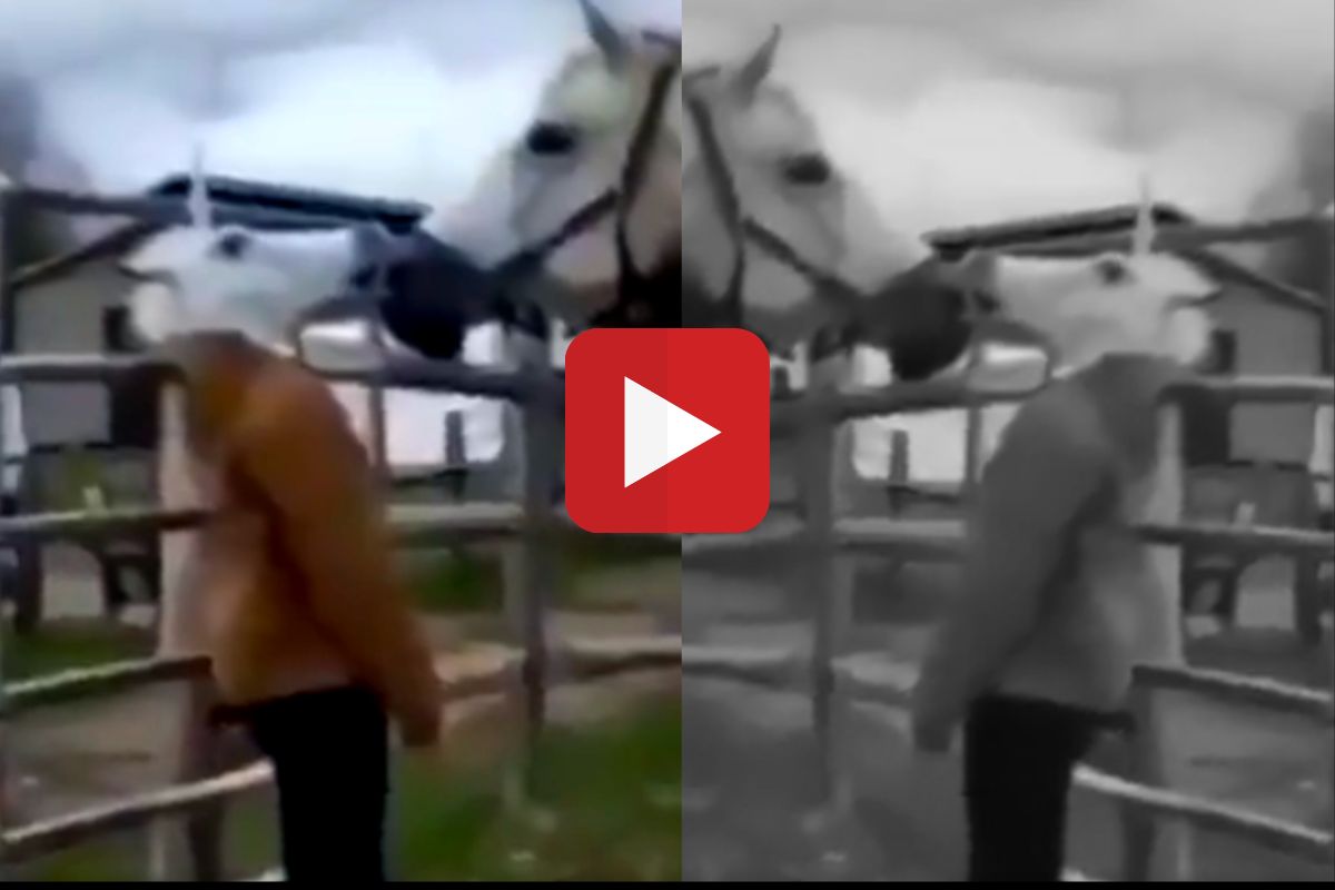 व्हायरल व्हिडीओ