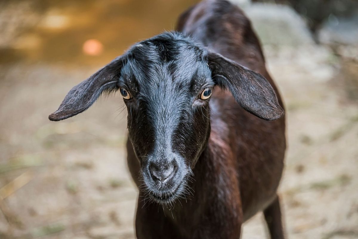 प्रतीकात्मक फोटो (सौजन्य - Canva)